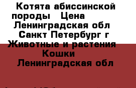 Котята абиссинской породы › Цена ­ 9 000 - Ленинградская обл., Санкт-Петербург г. Животные и растения » Кошки   . Ленинградская обл.